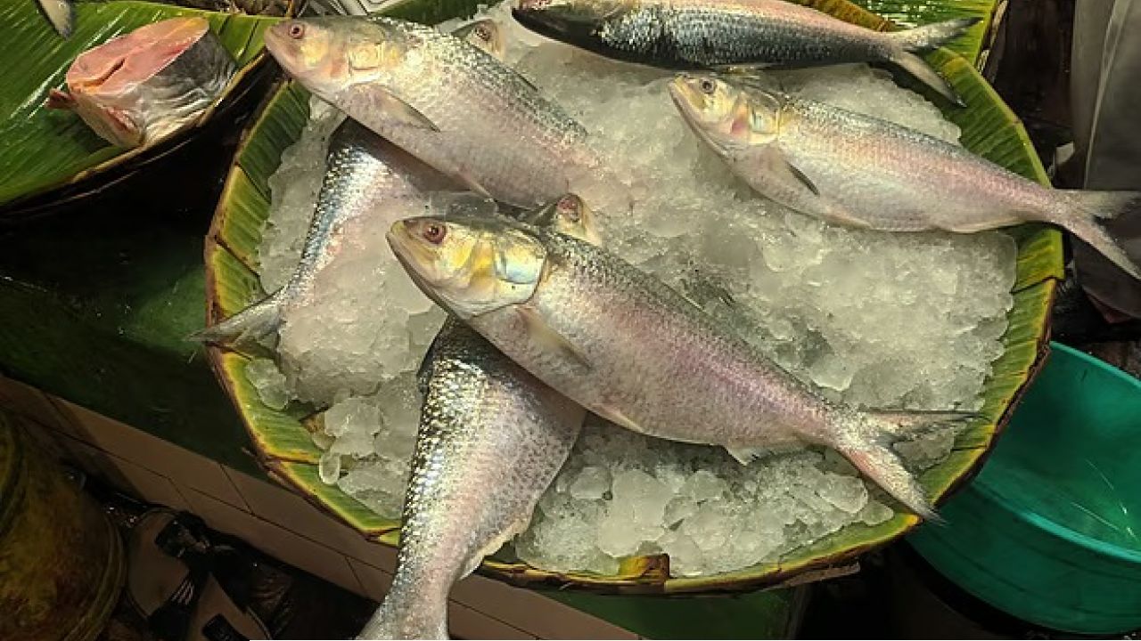 বাংলাদেশ থেকে ভারতে কত টন ইলিশ গেছে?