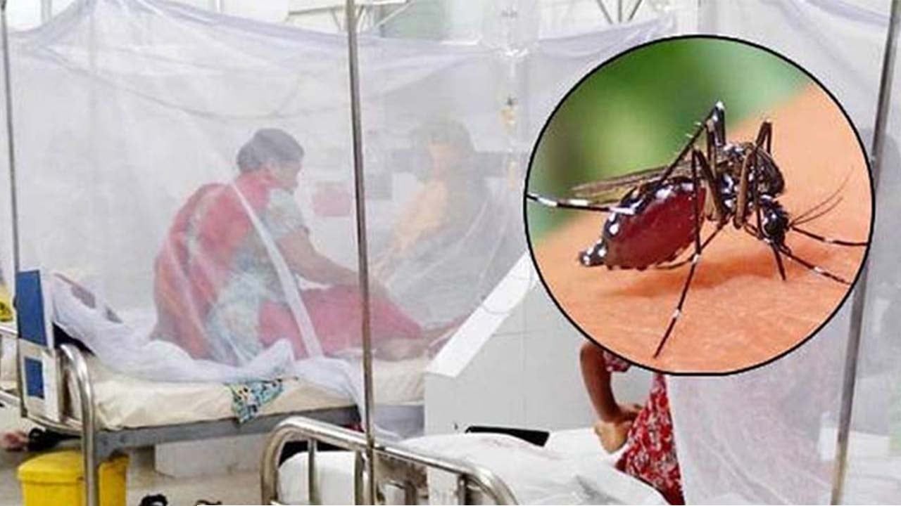 ২৪ ঘণ্টায় ডেঙ্গুতে আরও ৫ জনের মৃত্যু, নতুন আক্রান্ত ১১৬২ জন