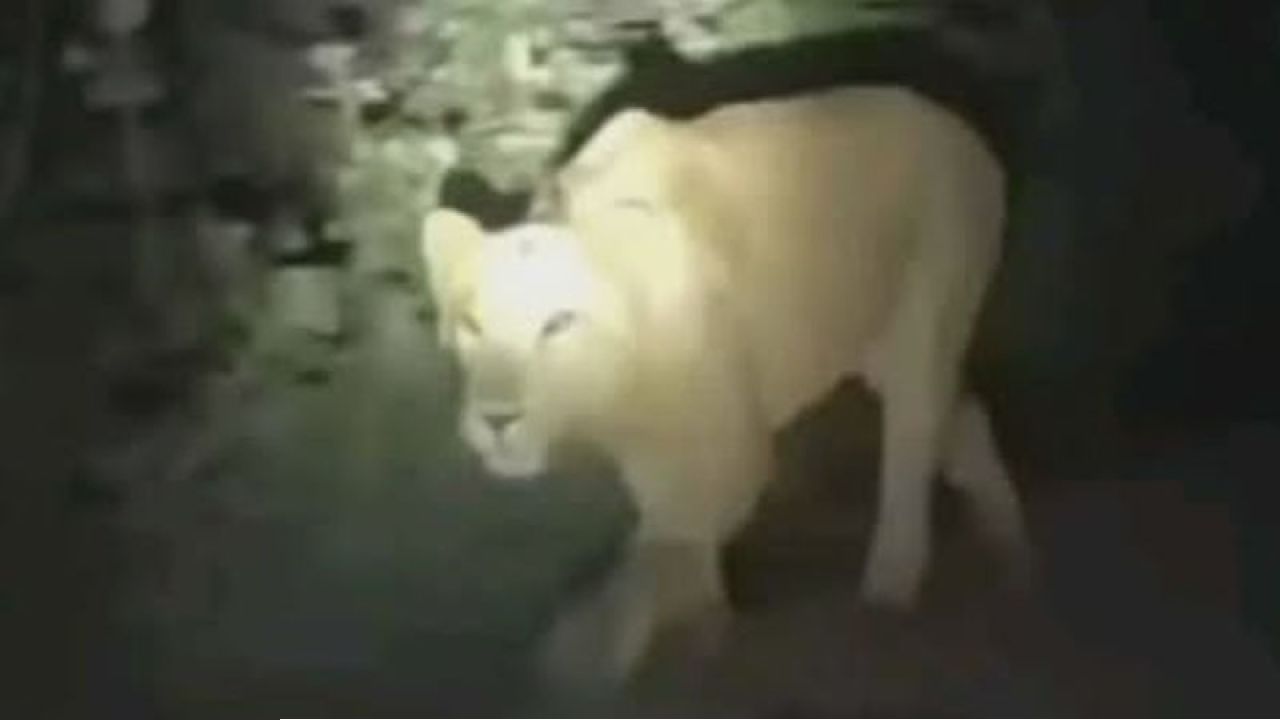 ঢাকার চিড়িয়াখানায় বেরিয়েছিল সিংহ, সন্ধ্যায় চেতনানাশক ইনজেকশনে খাঁচায়